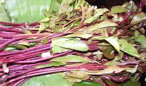 Mombasa MCA pushes for total ban of miraa, muguka