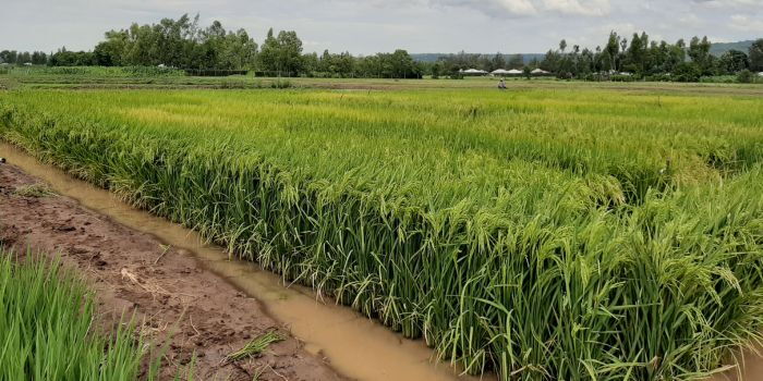 Water CS Eric Mugaa to Establish Taskforce to Address Rat Infestation at Mwea Irrigation Scheme